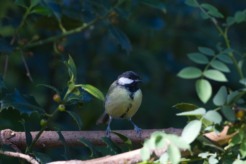 Parus major Koolmees Great Tit